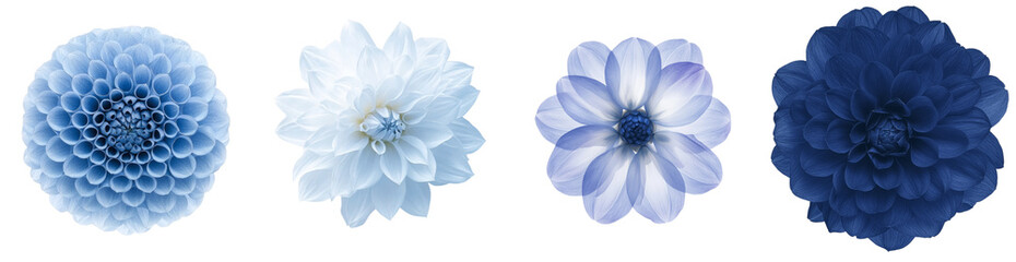 Aufkleber - Isolated minimalist floral mockups showcasing varying shades of blue and white flowers for elegant design projects
