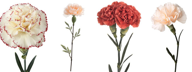 Poster - High-quality isolated minimalist mockups of various carnation flowers on a white background