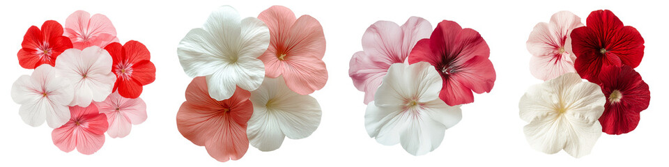Poster - Beautiful isolated minimalist mockups of colorful blooming flowers arranged in various shades of red and pink on a clean background