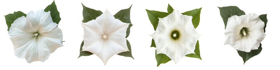 Poster - White flower collection with green leaves in an isolated minimalist setting showcasing elegant and natural beauty at any time of the year