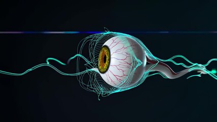 Fototapete - Exploring the intricacies of the human eye in a digital animation showcasing its structure and function