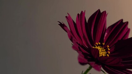 Fototapete - Close-up view of a maroon flower with intricate petals and vibrant details illuminated by soft light