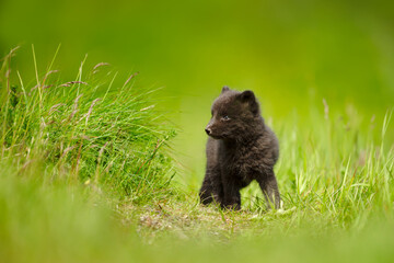 Wall Mural - cute arctic fox cub standing in a meadow