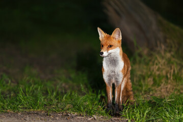 Wall Mural - Portrait of a cute red fox standing in a forest at night