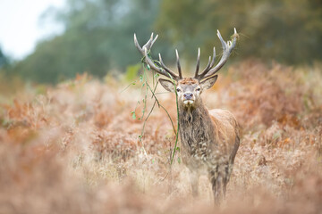 Wall Mural - Red deer stag with grass on antlers standing in a meadow during the rut in autumn