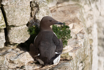 Wall Mural - portrait of a common guillemot nesting on a sea cliff