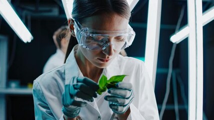 Leinwandbilder - Scientist examines plant samples in laboratory setting during innovative research project