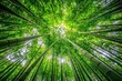 © Yurii Semonov - Bamboo Forest in Arashiyama near Kyoto