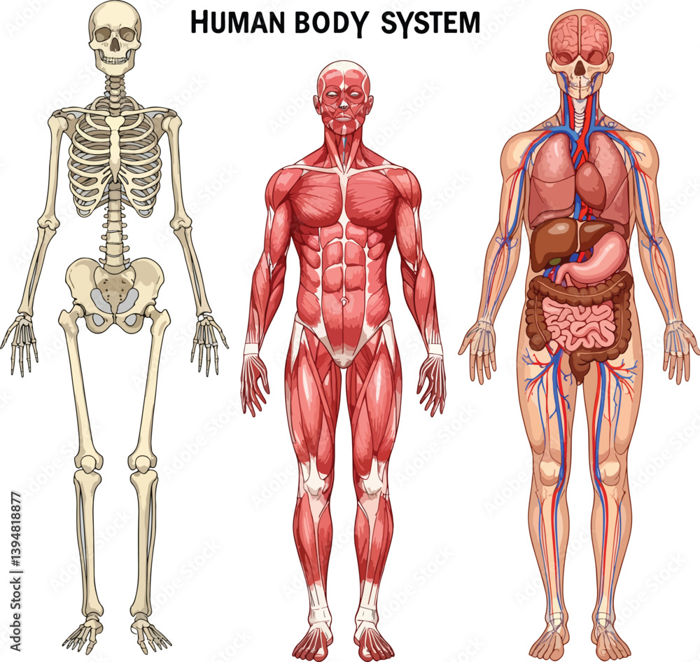Human Body Anatomy Systems – Skeletal, Muscular, and Internal Organs ...