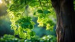 © NFTNexus - Summer brings fresh green leafy foliage to the Ginkgo biloba, also known as the Maidenhair tree