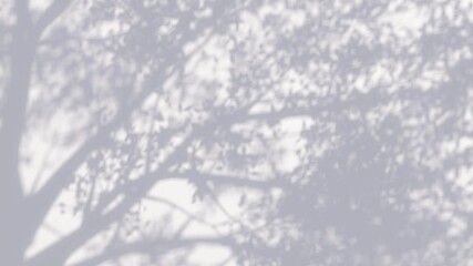 Wall Mural - Looping 3D Animation of Tree Leaf Shadows on White Surface