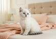 © Phung - Adorable Kitten Softly Poses on Cozy Bed. AI Generated