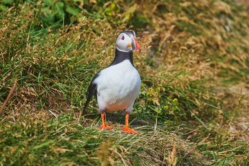atlantic puffins birds or common puffins in nature background at dirholaey in iceland. iceland and n