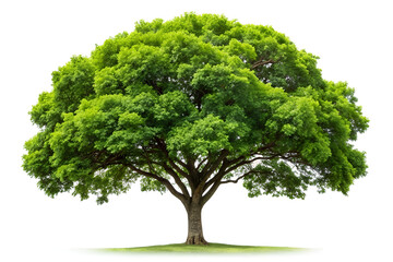 photoshop tree on white background