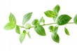 © KDG - Fresh Basil Leaves on Branch Isolated for Culinary Herb Illustration