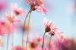 © Austockphoto - Pink everlasting wildflowers flowering in spring