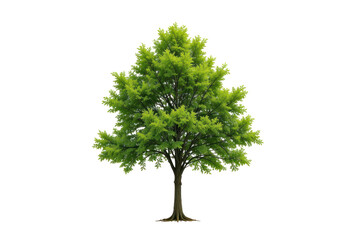 tree isolated on transparent or white background