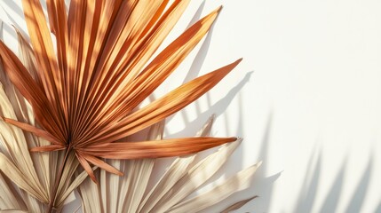 Poster - Dried palm leaves with shadows on white background.
