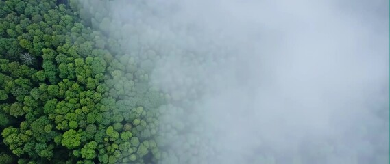 Wall Mural - anamorphic video of green forest with fog, natural background