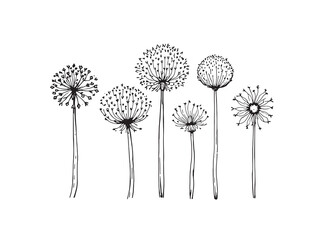 Allium line art showcasing intricate floral patterns and delicate design 