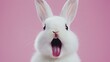 © Dari - Funny close-up portrait of white rabbit with wide open mouth showing pink tongue and teeth on plain pink background
