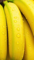 Fototapete -  A bunch of ripe bananas with drops of water on them.