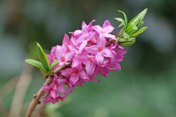 Wall Mural - Purple Daphne mezereum or mezereon in flower.
