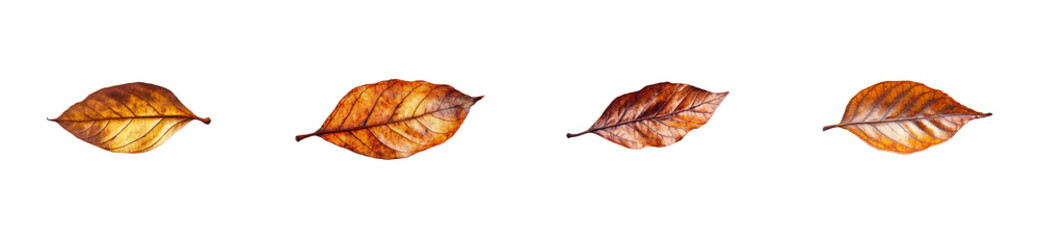 Wall Mural - Autumn leaves, fall foliage set isolated, brown dry leaf, cut out transparent