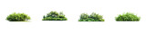 Green shrubs bushes on a black background, cutout transparent