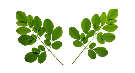 Isolated moringa leaves