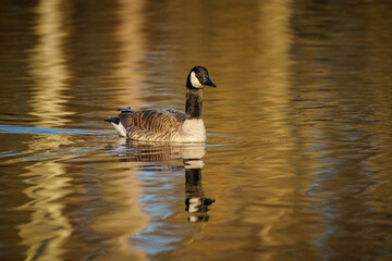 Wall Mural - canada goose swimming in the pond