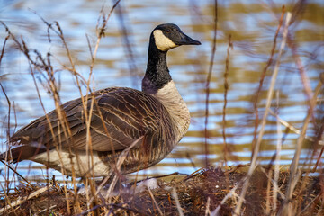 Wall Mural - canada goose in the pond