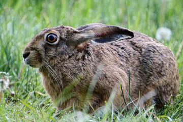 hare in the grass