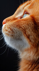Wall Mural - Close-up of calico or tortoiseshell cat fur texture, showcasing the intricate patterns and vibrant colors of pet hair, symbolizing comfort, warmth, and the beauty of natural animal coats.

