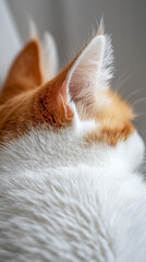 Wall Mural - Close-up of calico or tortoiseshell cat fur texture, showcasing the intricate patterns and vibrant colors of pet hair, symbolizing comfort, warmth, and the beauty of natural animal coats.

