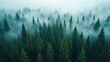 © LOL - Dense coniferous forest shrouded in ethereal mist and atmospheric haze