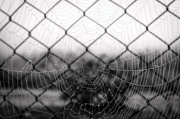 spider web with dew drops