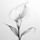 Sketch a simple, elegant calla lily with smooth, sweeping curves.