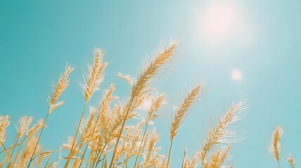Naklejka na meble Golden Grass Under a Bright Summer Sky