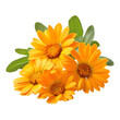 © LightCraft - Bright yellow calendula flowers with green leaves create cheerful and vibrant display