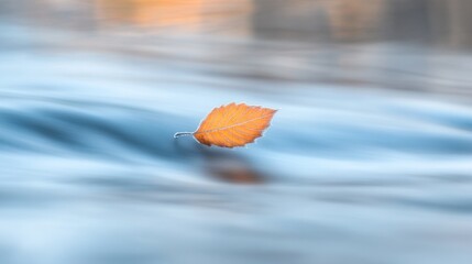 Poster - Single orange leaf floats on a gently flowing stream, blurred water.