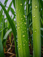 Wall Mural - Close-up of a corn stalk with water droplets on it.
