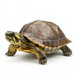 © paulus - Turtle walking, white background, studio shot, pet reptile