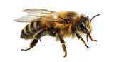 Isolated Honey Bee