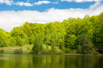 Wall Mural - lake among forest in spring. landscape with beech trees in green foliage near water. recreation scen