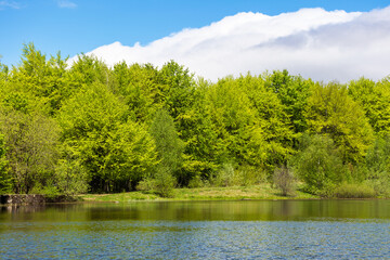 Wall Mural - lake among forest in spring. landscape with beech trees in green foliage near water. recreation scen