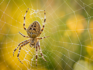 spider on the web