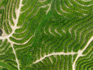 Aerial view of lush orange trees in geometric patterns across terraced fields, Nerva, Huelva, Spain.