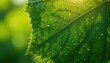 © THRETRO - Captivating nature photography of dew-kissed green leaf in lush forest setting macro perspective highlighting intricate vein patterns and textures