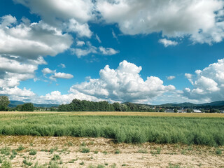 Wall Mural - field of green grass with a few clouds in the sky